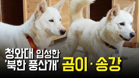 청와대 입성한 ‘북한 풍산개’ 곰이·송강