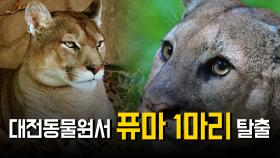 대전동물원서 맹수 퓨마 1마리 탈출…재난문자 발송