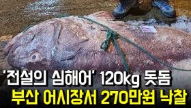 ‘전설의 심해어’ 120kg 돗돔, 부산서 270만원에 낙찰