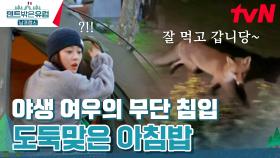 (실제 상황) 모두 잠든 새벽, 캠핑장에 야생 여우가 나타났다? | tvN 240421 방송