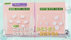 지방을 태워 지방세포의 크기를 줄여주는 「BNR17」! | JTBC 240320 방송