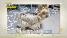 바다를 잃은 슬픔에 더이상 반려견을 키우고 싶지 않게된 박원숙