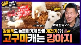 [십분클립] 개가 고구마를 캔다고🍠❓️❗️ 강형욱도 놀란 엄청난 농사견(?) 호빵이🐶 (feat. 역대급 입담의 보호자분😂)ㅣ KBS방송