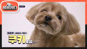 오늘의 고민犬은? 보호본능 자극하는 촉촉한 눈망울👀 깜찍한 얼굴과 롱다리를 겸비한 쿠키😘 | KBS 240318 방송