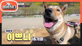 ＂챔피언급 외모!😁＂ 늑대를 꼭 닮은 진돗개 이쁘니 | KBS 240506 방송