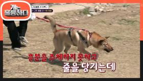 역대급 고집불통犬 이쁘니, 웃픈 오해를 받는 보호자 ＂원인은 따로 있는데...＂ | KBS 240506 방송