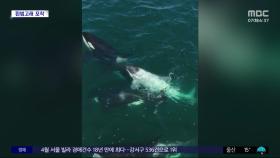 [와글와글] 전 세계 5~6마리뿐‥희귀 흰범고래 포착