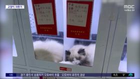 [와글와글] '분노 유발' 중국에서 등장한 고양이 무인 자판기