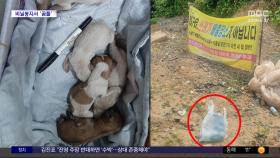[와글와글] 비닐봉지서 '낑낑'‥버려진 강아지 6마리에 분노