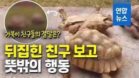 [영상] 뒤집힌 친구 구하려는 거북의 우정…이들의 결말은?