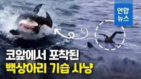 [영상] 튀어올라 한입에 덥썩…4m 백상아리에 순식간 먹힌 바닷새