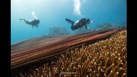 산호초 숨통조이던 버려진 어망…길이 200m에 무게가 무려 800kg