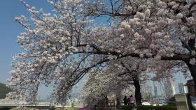 [날씨] 남부 벚꽃 개화, 봄꽃 축제 열려...주말 전국 맑음
