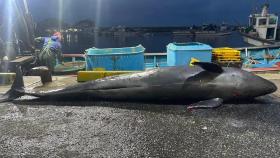 양양 앞바다서 해양보호생물 '흑범고래' 죽은 채 발견