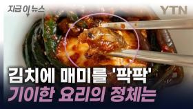 美, 김치에 매미를?...'1,000조 마리' 매미 대비한 요리법 소개 [지금이뉴스]
