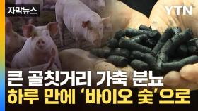 [자막뉴스] 큰 골칫거리 가축 분뇨... 하루 만에 '바이오 숯'으로
