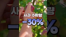 전세계에서 한국이 사과 제일 비싸게 파는 이유