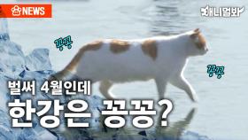 🎵꽁꽁 얼어붙은 한강 🎵 위로... 애니멀봐도 걸어갑니다ㅣSBS뉴스멀봐(2024.04.19) “SBS Animal walks on the frozen Han River.”