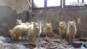 [충격 공개] ＂우리는 쓰레기 집에 갇혔어요..＂ 구조 후, 강아지들은..ㅣAfter Rescued, The Dogs...