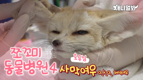 [쪼꼬미 동물병원 시즌4] 환자 : 사막여우 호두님ㅣ[Animal Hospital for Tiny Animals Season 4] Fennec Fox Hodu