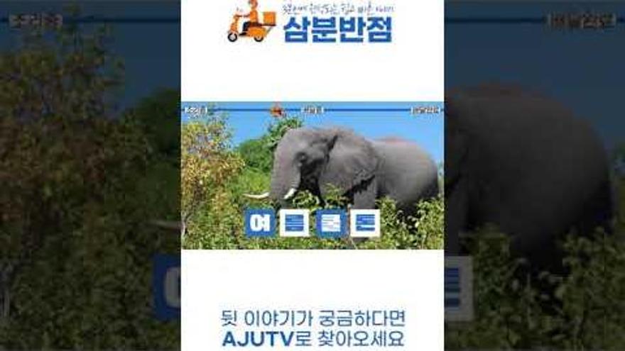 [삼분반점 #shorts ] 코끼리는 쿨톤이라고?? | ZUM TV