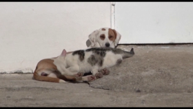 강아지와 고양이 '베프가 따로 없네~' … 귀요미 껌딱지들(Sanny the Greek dog allows her furry cat friends to nurse)ㅣcbcworld