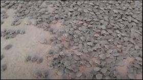 수만 마리 거북이들 부화 … 파도 향해 일제히 돌진(Thousands of endangered turtles hatch on Brazilian beach)