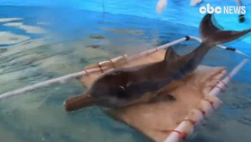 아기 돌고래를 살리기 위해 나선 사람들(Baby dolphin gets rescued in Argentina)