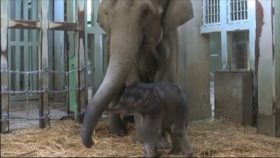 아기 코끼리 “뒤뚱 뒤뚱” 베일 벗어보니?(First baby elephant born at Tokyo's 138-year-old zoo makes...)