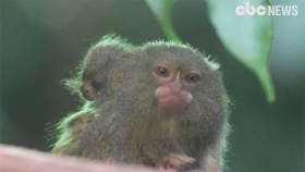 세계에서 가장 작은 원숭이 '마모셋' 깜찍이 깡패 (Tiny marmoset twins debut at British zoo)