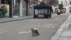 텅빈거리에서... '여우야 여우야 뭐하니~'(Fox roams empty streets of Dublin)
