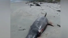 그곳에선 무슨일이? 해변가에 널려있는 고래 주검들(Whale carcasses litter New Zealand beach due to mass stranding)