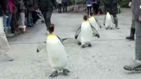 누가 제식 가르쳤나? … 일렬종대로 걷는 펭귄들(Penguins go on a walkabout around U.S. zoo)