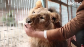 집에서 사자를 반려동물로 키우는 남자 … 보기만 해도 '아찔'(Watch this Iraqi man raising lions at home)