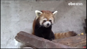 래서판다 귀요미 끝판왕 세젤귀(Chilean zoo welcomes two red pandas)