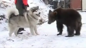 불곰과 개의 스파링…위너는?(Unlikely friendship with Alaskan dog gets bear cub ready for life...)