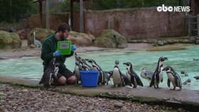 이것이 바로 호랑이의 자태 … 동물의 세계(London Zoo's annual stocktake goes ahead behind closed doors)