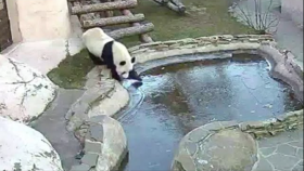 판다들 얼음 처음보고 '멘붕'?(Scared and playful - pandas in Moscow zoo enjoy first ice)