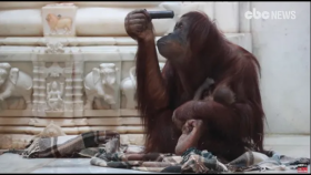 '자나 깨나 아기 생각' 오랑우탄의 모성 (Belgian wildlife park welcomes baby orangutan)