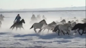 설원을 배경으로 말 사진 찍어볼까요? (Naadam fair featuring horse racing, photography held in ....)