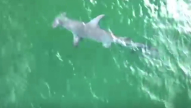 죠스가 나타났다 … 무시무시한 귀상어의 자태(Hammerhead shark spotted off Florida's coast)