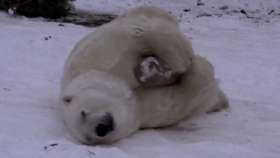 오랜만에 눈을 본 코뿔소, 코끼리, 북극곰의 반응은? … 동물들의 눈 향한 '찐사랑'(Animals at Tallinn Zoo enjoy snow day)