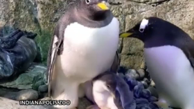 '아버지만 둘' … 부성애 가득 받고 자라는 펭귄(US zoo welcomes two penguin chicks with one being raised by ...)