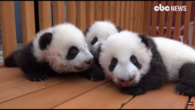 세상 귀여운 아기판다들 2020 아듀(Shaanxi research center ranks world's third largest panda breeding...)