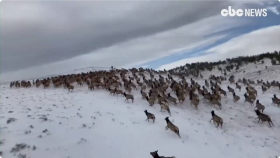 '찐야생' 엘크 무리 '오와 열을 맞춘 달리기'(Aerial survey captures herd of elk in U.S.)