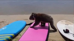 뭘좀 아는 녀석? … '귀요미' 코알라의 거침없는 서핑 욕심(Koala wanders onto Australian beach, delighting...)