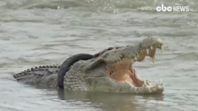 타이어 목에 걸린 악어, 필사적 사투(Indonesian crocodile with tire stuck on neck resurfaces after...)