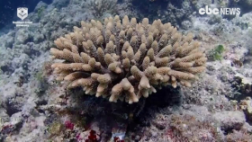 해저 산호초 살리기 '고군분투'(Great Barrier Reef boost after 'Coral IVF' trial)