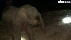 심폐소생술의 중요성? … '아기 코끼리' 살아나다(Thai rescuer revives injured baby elephant with heart massage)