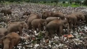 충격 !! ... 쓰레기장 뒤지는 배고픈 코끼리떼들(Drone footage shows elephants foraging for food in Sri lan...)